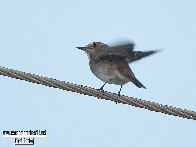 Spotted Flycatcher (Spotted) - ML378628811