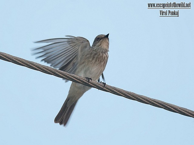Spotted Flycatcher (Spotted) - ML378628841