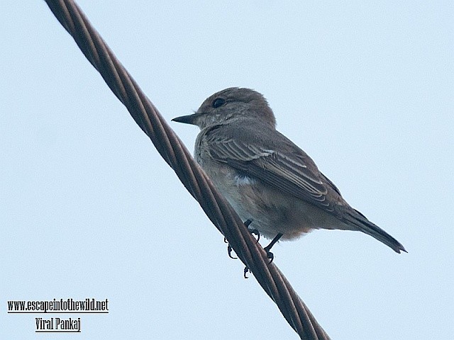 Spotted Flycatcher (Spotted) - ML378628861