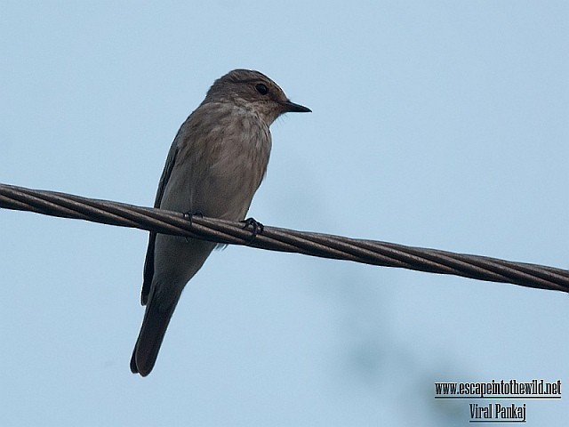 Spotted Flycatcher (Spotted) - ML378628871