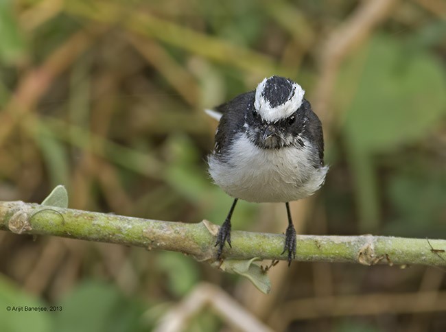 White-browed Fantail - ML378629061