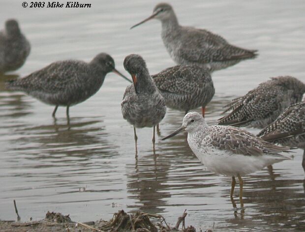 Nordmann's Greenshank - ML378629621