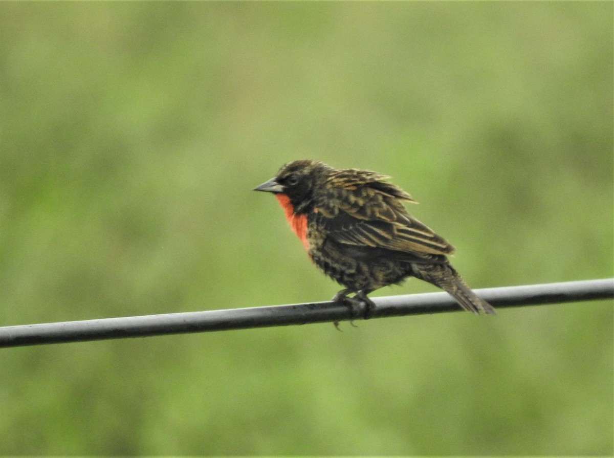 Red-breasted Meadowlark - Daniel Lane