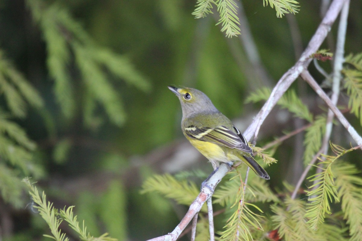 White-eyed Vireo - ML378629861