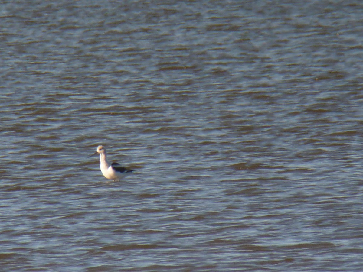 Avoceta Americana - ML378631681