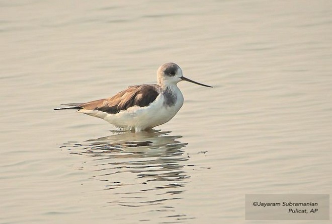 Black-winged Stilt - ML378631891