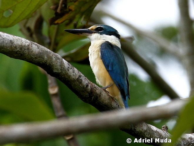 Sacred Kingfisher (Australasian) - ML378632091