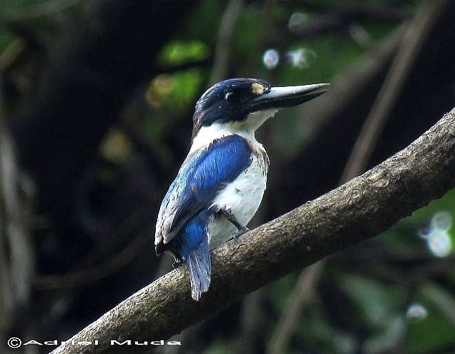 Blue-and-white Kingfisher - ML378632441