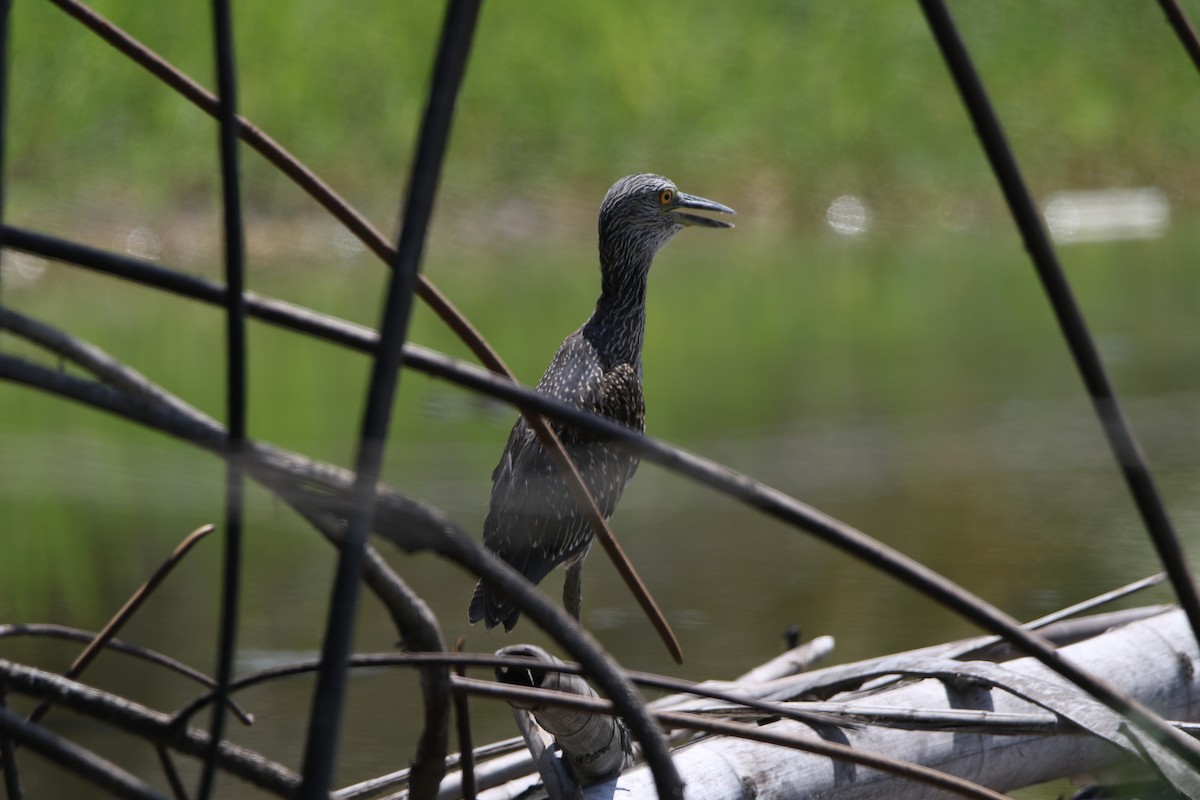 シラガゴイ - ML378633401