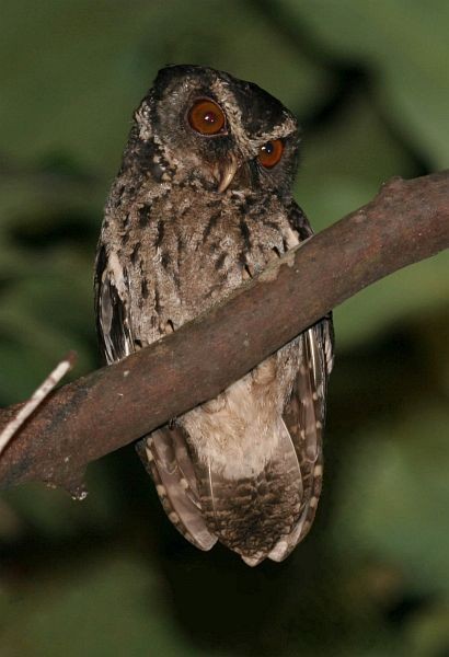 Palawan Scops-Owl - Robert Hutchinson