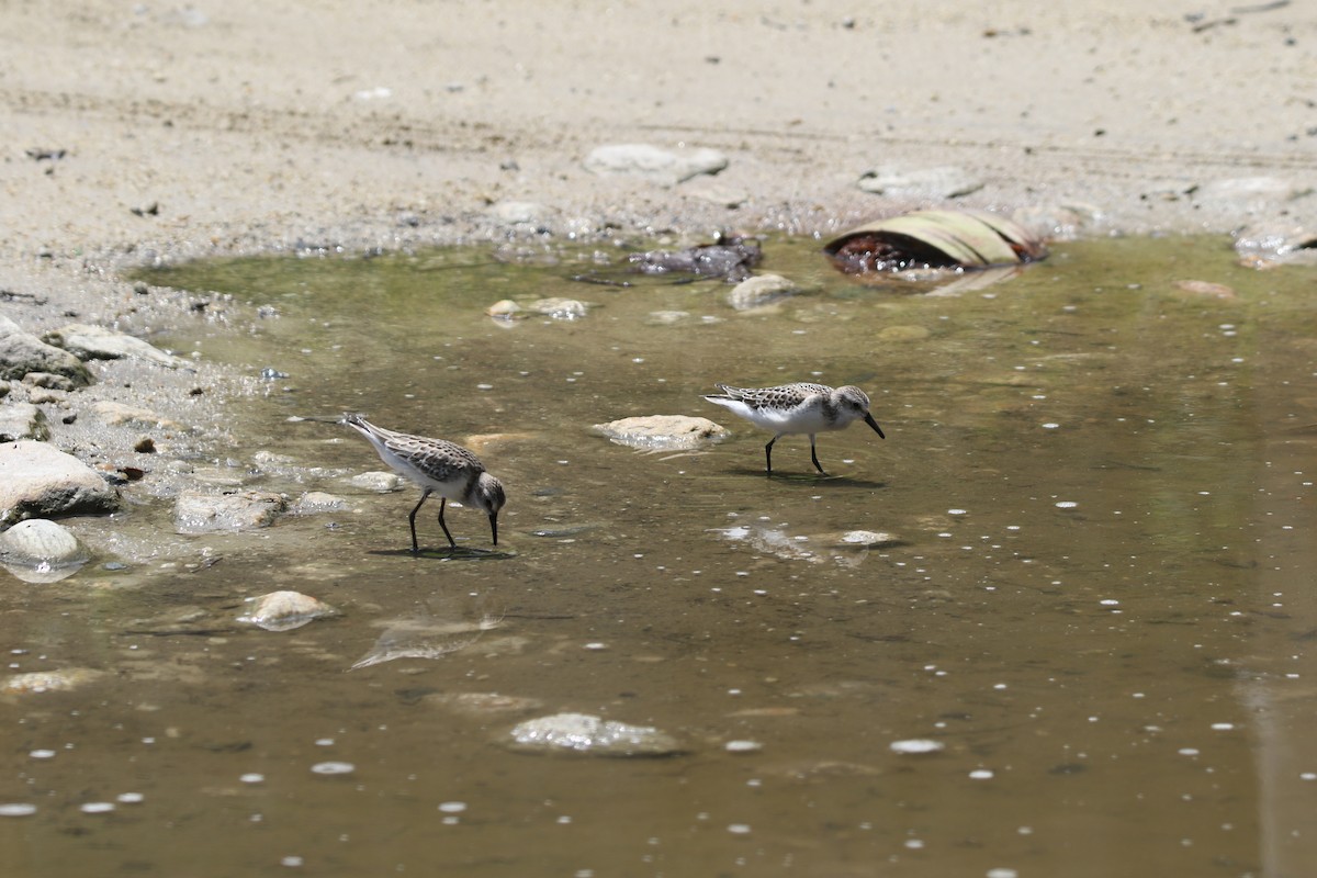 ヒレアシトウネン - ML378633991