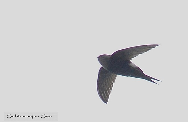 Blyth's Swift - ML378634601