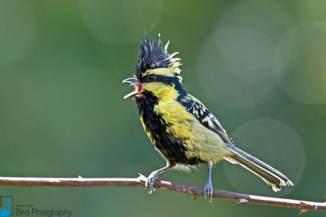 Himalayan Black-lored Tit - ML378634751