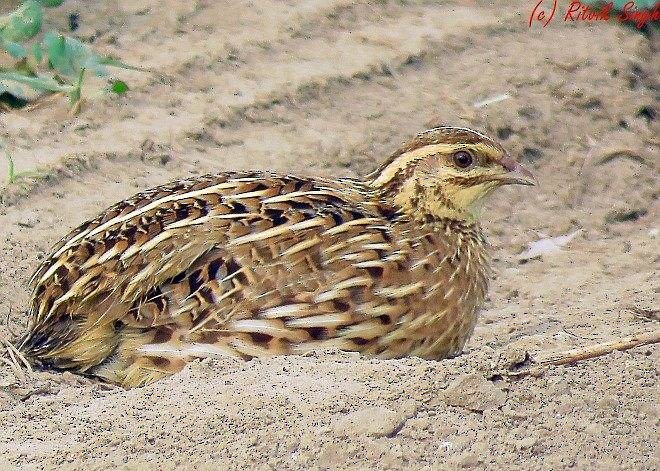 Rain Quail - ML378634831