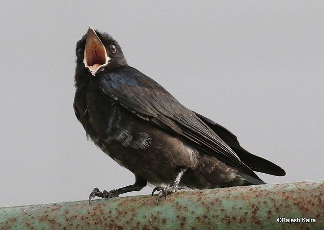 Хар доронго - ML378635681