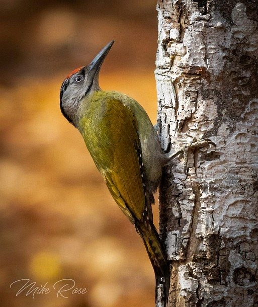 Gray-headed Woodpecker (Black-naped) - Mike Rose