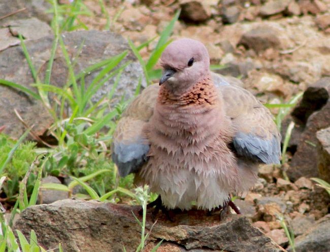 Laughing Dove - ML378636211