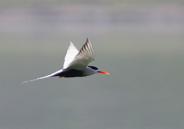 Black-bellied Tern - ML378636221