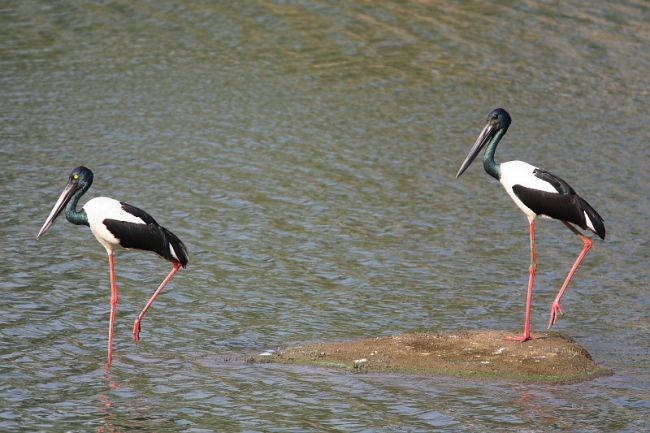 čáp černokrký - ML378636241