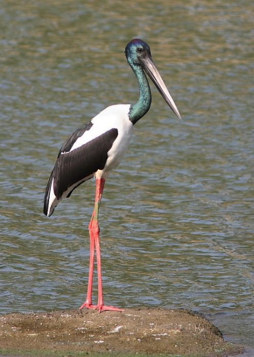 Black-necked Stork - ML378636251