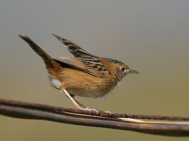 Golden-headed Cisticola - ML378636291