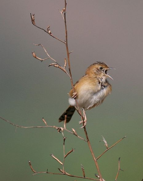 Golden-headed Cisticola - ML378636301