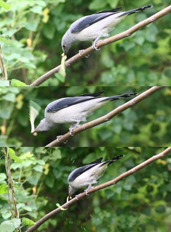 Black-winged Cuckooshrike - Eling Lee