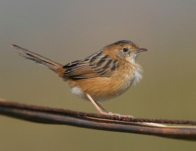 Golden-headed Cisticola - ML378636341