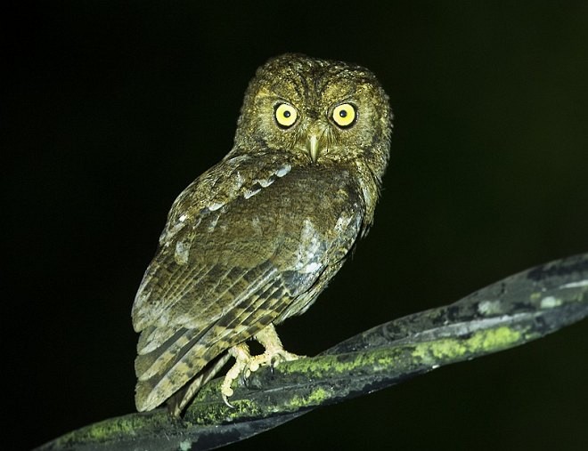 Nicobar Scops-Owl - Sarawandeep Singh