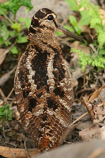 Eurasian Woodcock - ML378638191