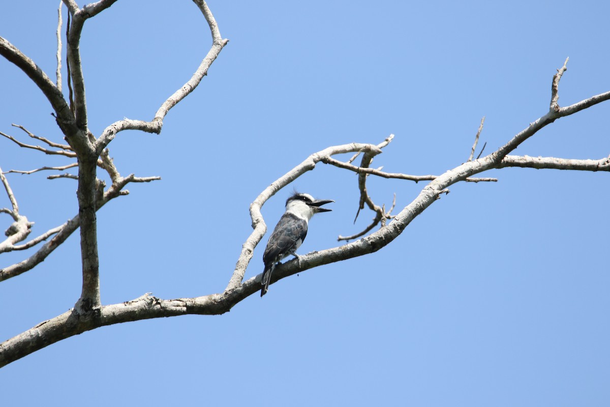 シロエリオオガシラ - ML378638211