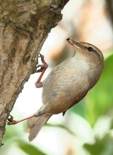 Manchurian Bush Warbler - ML378638221