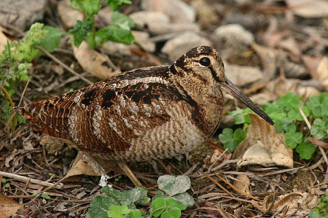 Eurasian Woodcock - ML378638241
