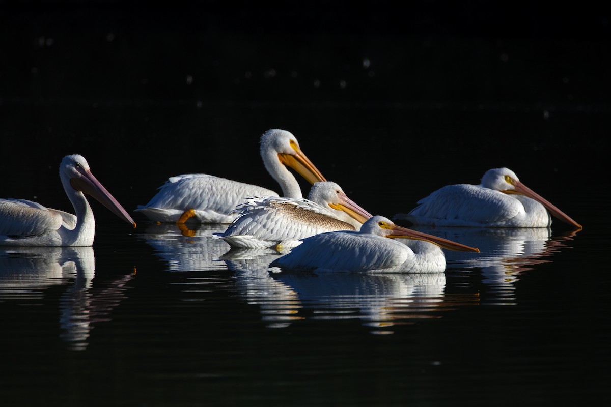 American White Pelican - Richard Bunn