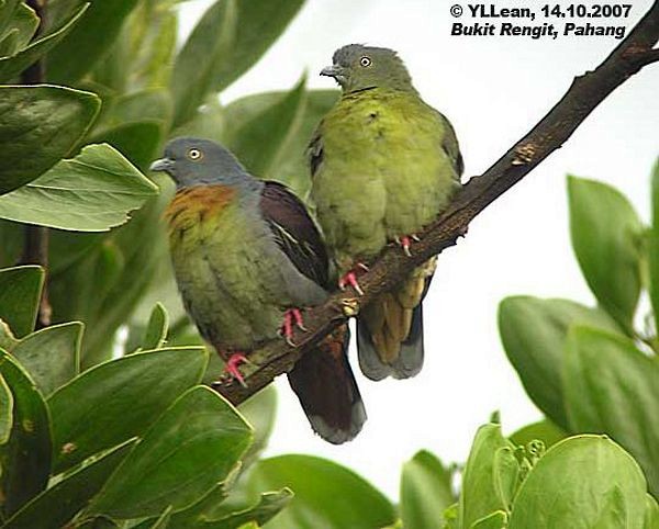 Little Green-Pigeon - ML378640851