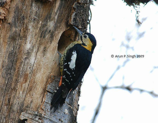 Darjeeling Woodpecker - ML378643151