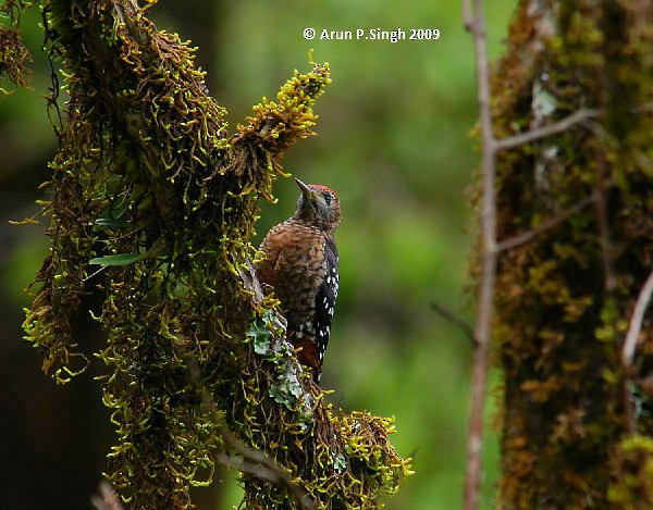 Rufous-bellied Woodpecker - Arun P.Singh