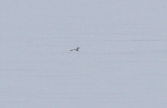 Arctic Loon - ML378643481