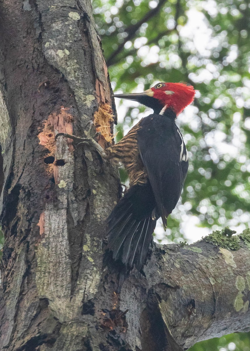 Crimson-crested Woodpecker - ML378643751