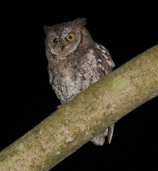 Rinjani Scops-Owl - ML378643781