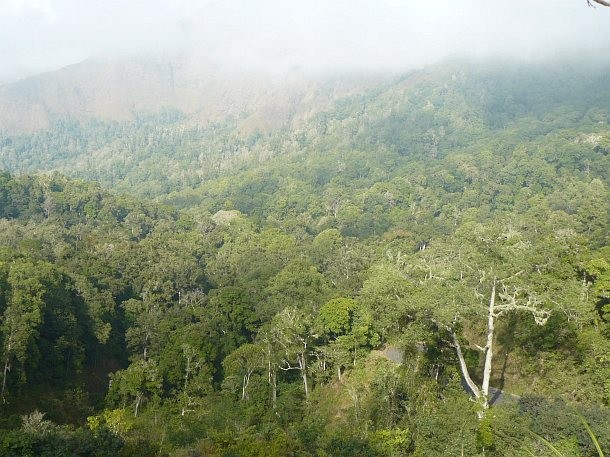 Rinjani Scops-Owl - ML378643821