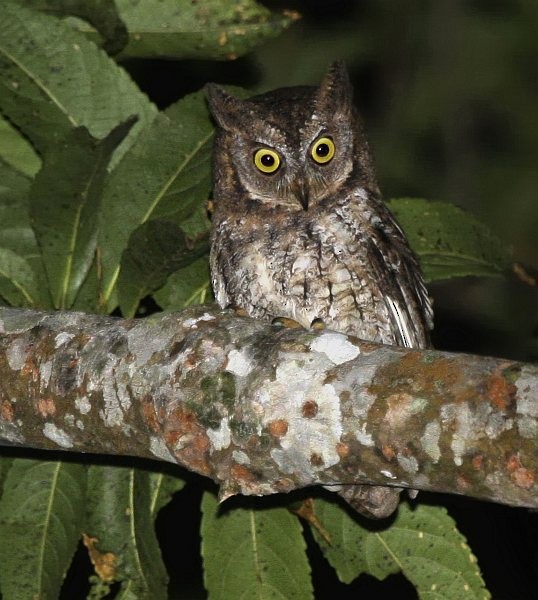 Rinjani Scops-Owl - ML378643841