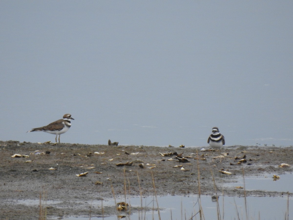 Крикливый зуёк - ML378644801