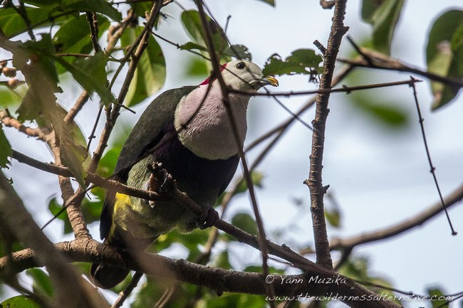 Red-naped Fruit-Dove - ML378645281