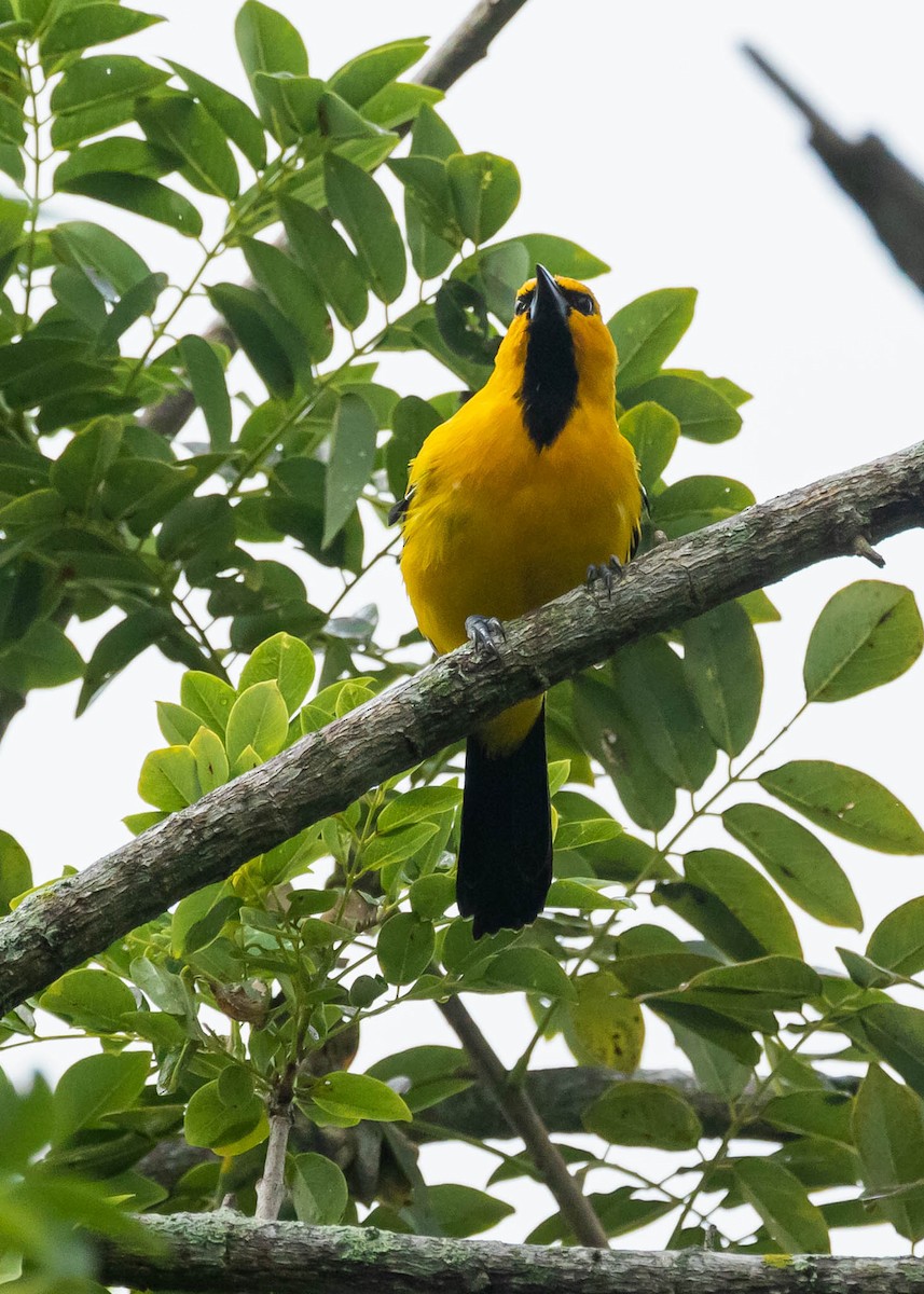 Yellow Oriole - David Monroy Rengifo