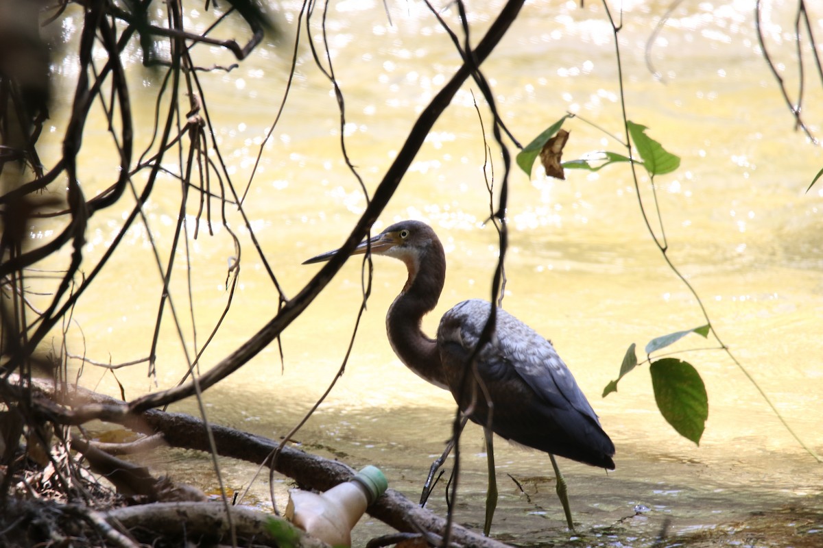 サンショクサギ - ML378646101