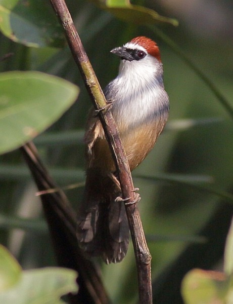 Chestnut-capped Babbler - ML378646551