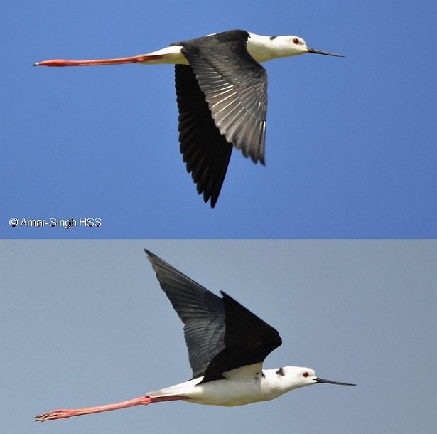 Black-winged Stilt - ML378646791