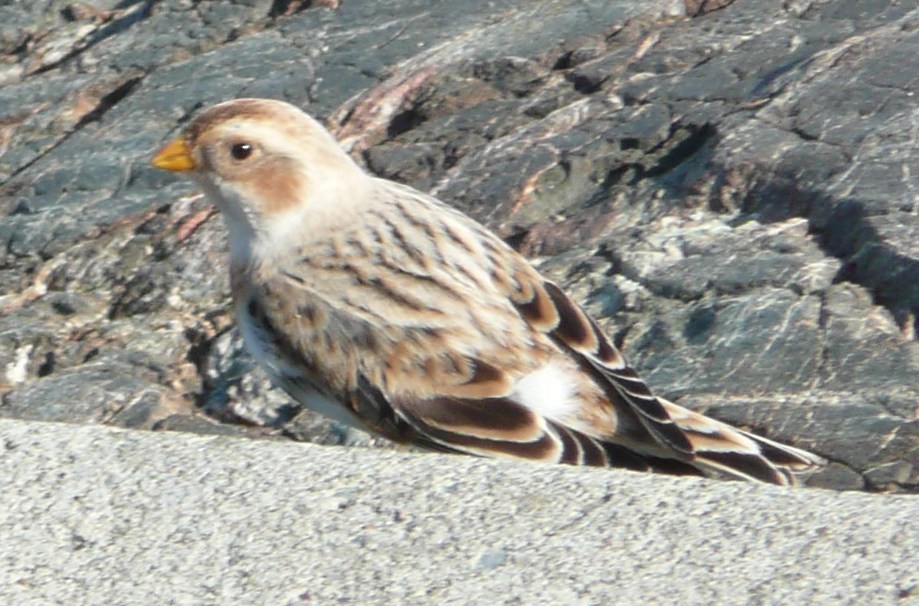 Snow Bunting - ML37864691