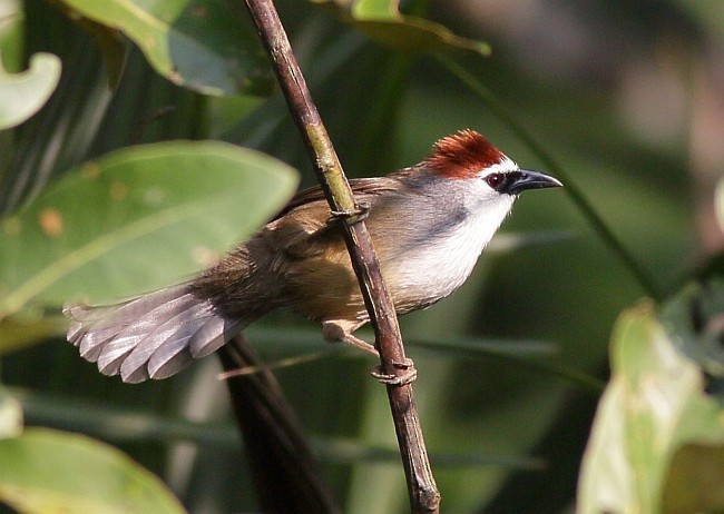 Chestnut-capped Babbler - ML378646931